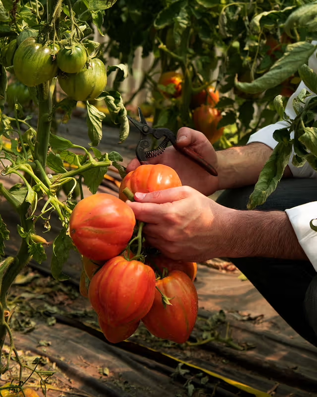 Vesuvian Tomatoes